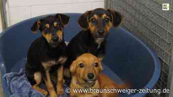 Peiner Tierheim – diese Welpen finden sofort einen Liebhaber