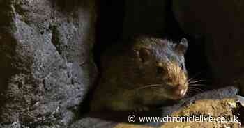 Warning that Storm Babet floods will 'flush out' rats - how to prevent them from getting into your home