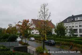Baumschonende Straßensanierung in der Bad Oeynhausener Innenstadt