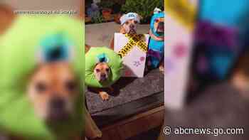 WATCH:  Cute pups get into the Halloween spirit