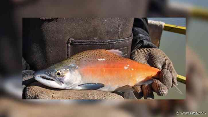 New Mexico officials looking for info on missing salmon