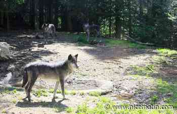 Tempête Aline: les loups du parc Alpha sont sains et saufs mais le site reste fermé