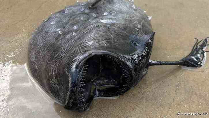 Ghoulish deep-sea fish found on California beach in rare discovery