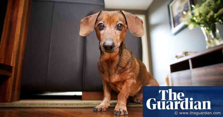 Judges to rule on whether tenants in England have right to keep a pet