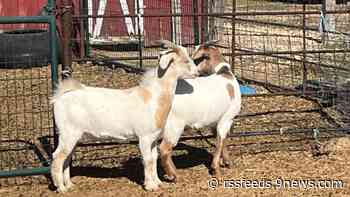 Whose goats are these?