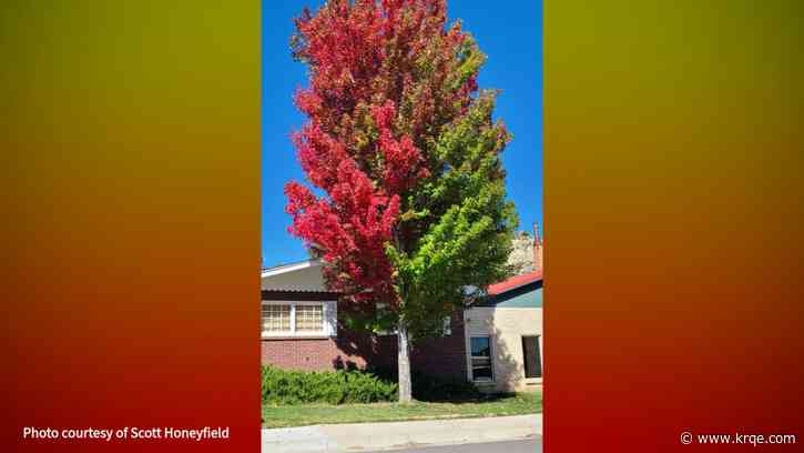 Red or green? Tree in Raton shows off festive colors