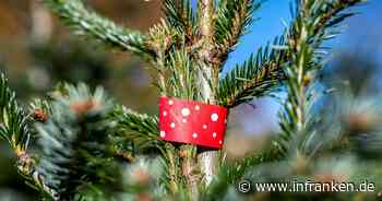 Branchenverband: Weihnachtsbäume werden etwas teurer
