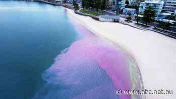 What's behind foul smells and weird colours on some of Queensland's most popular beaches?