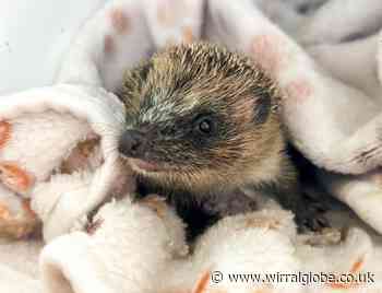 Wirral animal centre at ‘breaking point’ due to hedgehog admissions
