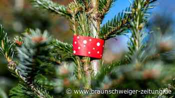 Branchenverband: Weihnachtsbäume werden etwas teurer