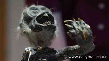 Unravelling the mystery of the 'Fiji Mermaid': Scans confirm bizarre creature discovered in Japan is part fish, part monkey, and part reptile