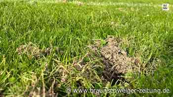 Waschbären und Krähen sorgen für gesperrte Fußballfelder