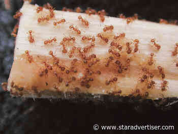 Kokua Line: How do I report ants at Magic Island?