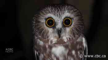 It's the size of a pop can. Meet the northern saw-whet owl spotted in Amherstburg