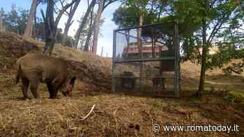 Emergenza cinghiali, a nord di Roma cresce la preoccupazione: firmata una nuova ordinanza