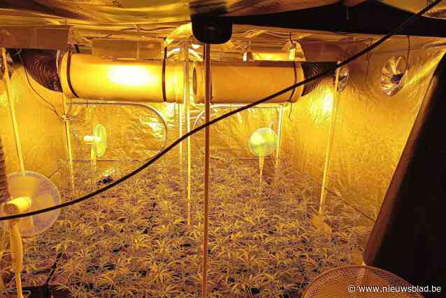 Deurwaarder komt onbetaalde facturen innen en ontdekt professionele cannabisplantage: celstraf voor uitbater