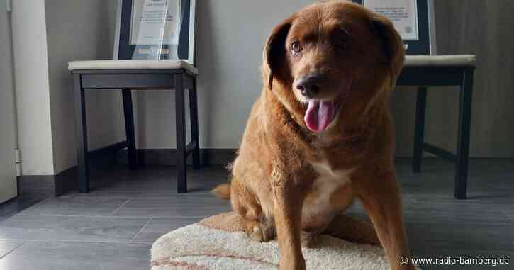 «Ältester Hund aller Zeiten» mit 31 Jahren gestorben