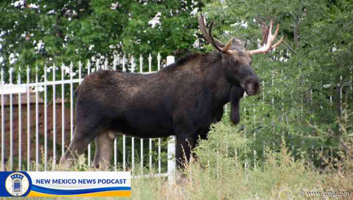 The New Mexico adventures of 'Marty the Moose'
