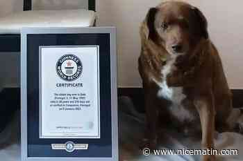 À plus de 31 ans, Bobi le plus vieux chien du monde est mort