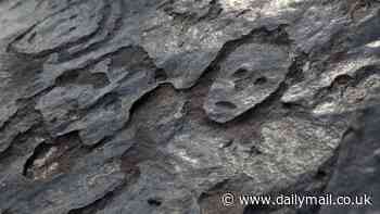 Ancient human faces emerge in the Amazon after 2,000 years: Extreme drought unveils previously unknown petroglyphs on the Manaus Riverbed