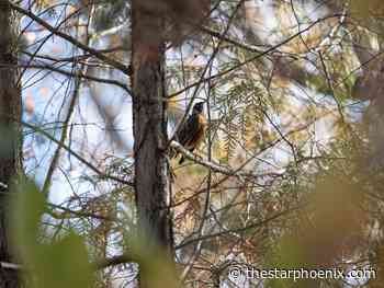Saskatoon weather: Snowy and cool, a typical Saskatchewan fall day