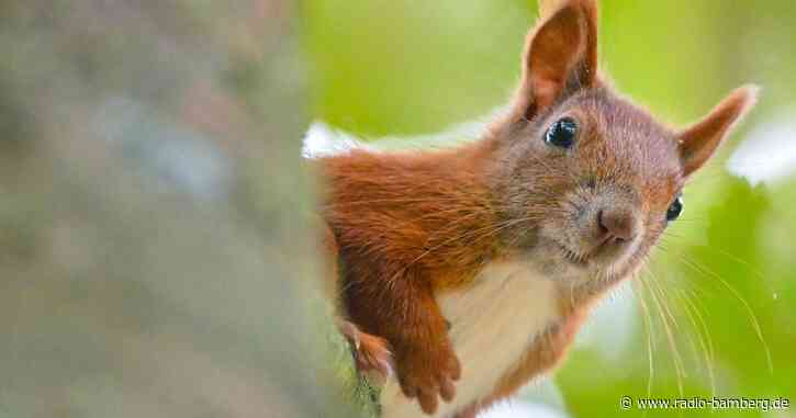Eingeschlossenes Eichhörnchen aus Café befreit