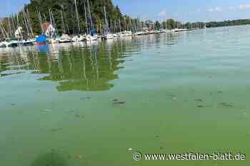 Wieder klares Wasser am Lippesee in Paderborn