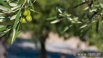 Bittere Pille für Olivenöl- und Schokoladeliebhaber