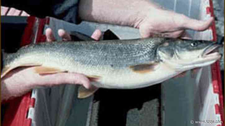 Fisherman earns over $100K for catching, removing problematic species from rivers