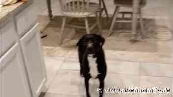 „Wer hat die Suppe gegessen?“ Hungrige Hündin „Sophie“ verzaubert das Netz