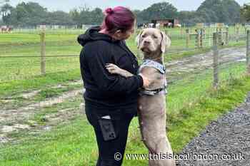 Brentwood sanctuary rescues 'beaten and traumatised' dog
