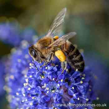 Wildlife photo winners take the eye in Middlesex competition