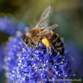 Wildlife photo winners take the eye in Middlesex competition