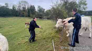 Tatort Reismühle: Polizisten fangen ausgebüxte Kuh ein