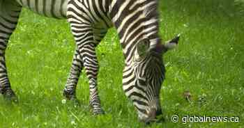Sask. government to fund care of zebras that were seized