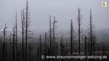 Horror-Harz: Hier kann man sich am besten gruseln