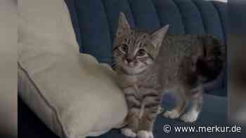 Kätzchen mit „Identitätskrise“ bellt wie ein Hund – doch ihr Verhalten ist gar nicht so ungewöhnlich