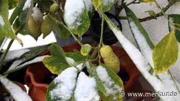 Zitronenbaum überwintern: Kalt oder warm – beides geht