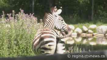 Saskatchewan government to help pay for care of zebras seized from rural property