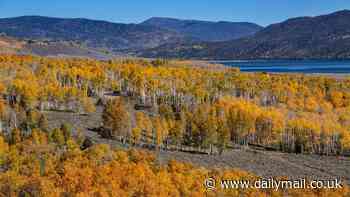 Listen to eerie sounds coming from the world's largest and oldest living organism