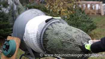 Branchenverband: Weihnachtsbäume werden etwas teurer