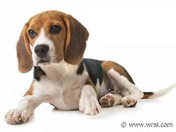 13 Beagles killed in arson fire at Northampton County kennel