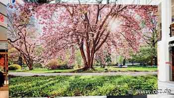 Halbzeit bei Versteigerung in Jena: Nun kommt die Kirsche auf der Torte