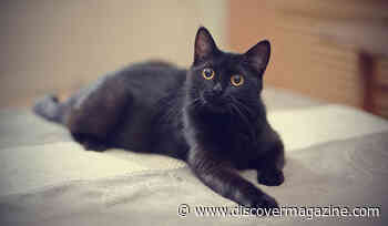 The Symbolism Behind What a Black Cat Means: Are They Really Bad Luck?