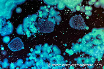 Diving Deep into the Mouth's Microbial Dark Matter