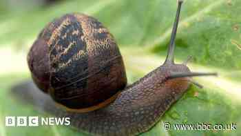 'Determined' snails eating villagers' mail
