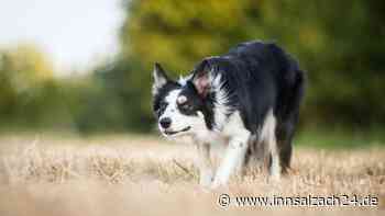 „Mama, Mama, die Hunde kommen“: Junge Frau von fünf Tieren totgebissen