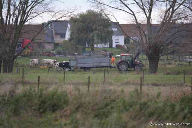 Dierenreddingsteam moet drachtige koe uit beek te midden van weiden redden