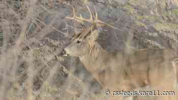 U of M study suggests Chronic Wasting Disease could spread through butchering equipment