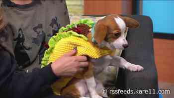 3 tips to keep your pets safe and comfortable for Halloween